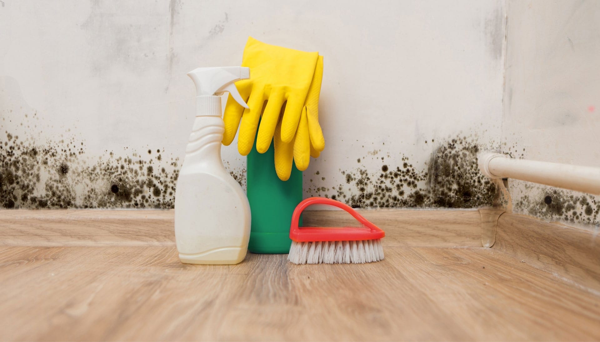 Know About Mold Removal In Glendale